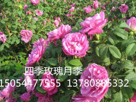 实惠的四季玫瑰哪里有 四季玫瑰-青州市立彩花卉苗木专业合作社提供